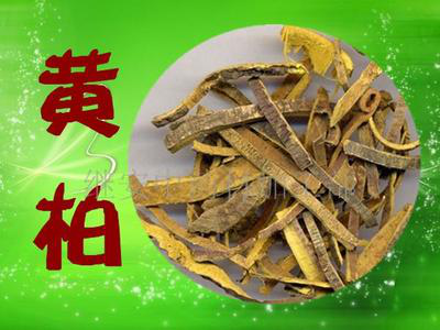 克癢舒洗液中藥成分之一：黃柏